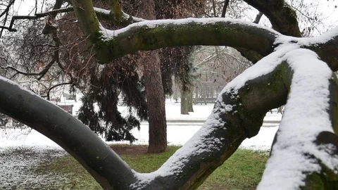 The first snowfall in the Park beautiful tree 4K Stock Footage 83829832