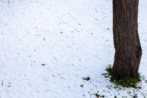 The first snowfall Stock-Fotos