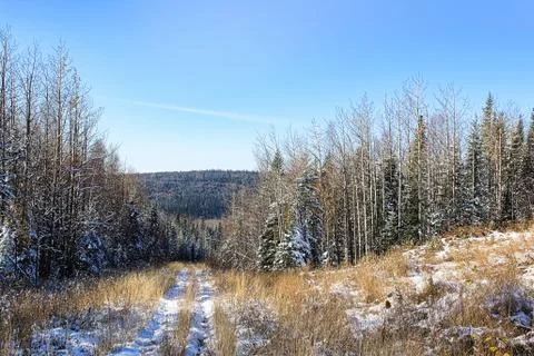 First snowfall in a poplar spruce forest with a bush road Stock Photos