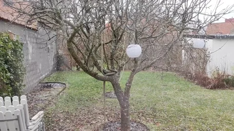First snowfall in suburban garden Stock Footage 307432649