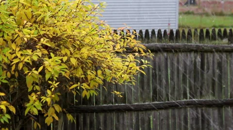 First snowflakes fall onto a yellow tree Stock Footage 43257896