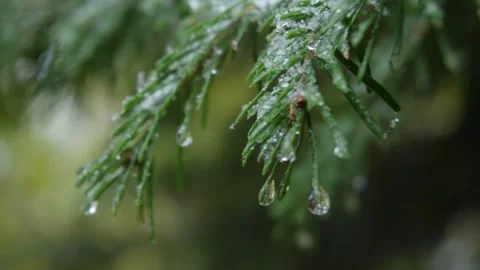 First Snow's Aftermath on Pine. Stock Footage 254213645
