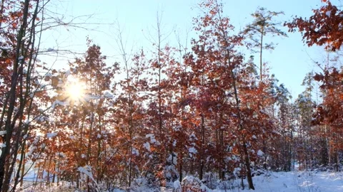 First snow.Winter sunny forest background.Trees with autumn leaves in the snow Stock Footage 158884460