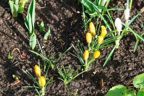 The first, soft yellow crocuses bloom in early spring. Stock Photos
