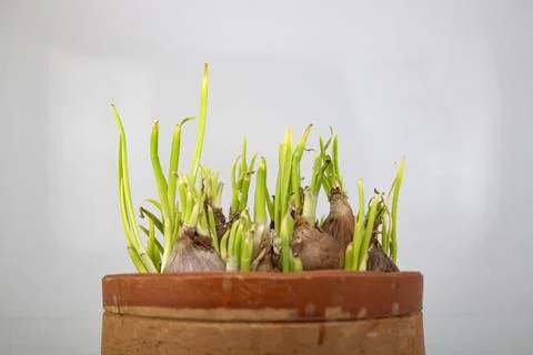 First spouted spring onion vegetables growing in a clay pot on white Backgrou Stock Photos