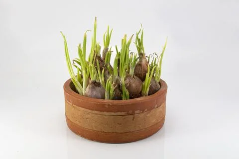 First spouted spring onion vegetables growing in a clay pot on white Backgrou Stock Photos