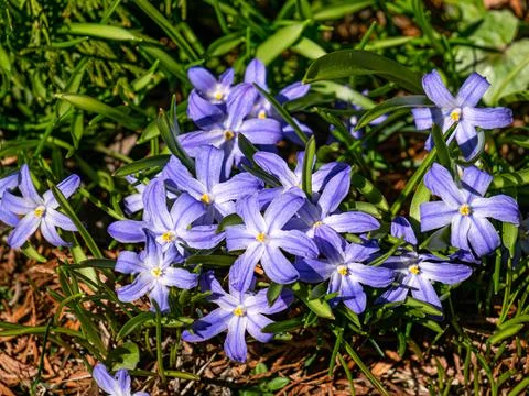 The first spring beautiful blue spring flowers chionodoxa. Stock Photos