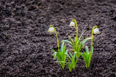 The first spring bellflowers Foto stock