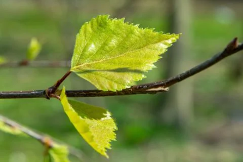 The first spring birch leaf, greenery and nature awakening Stock-Fotos