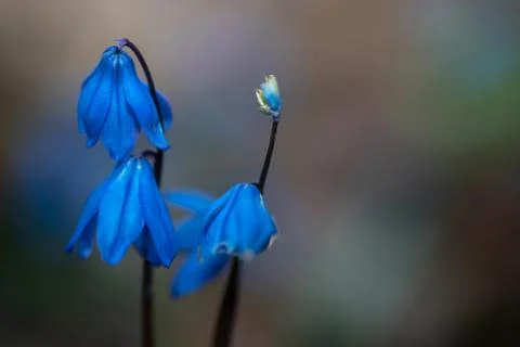 The first spring blooming flowers Stock Photos
