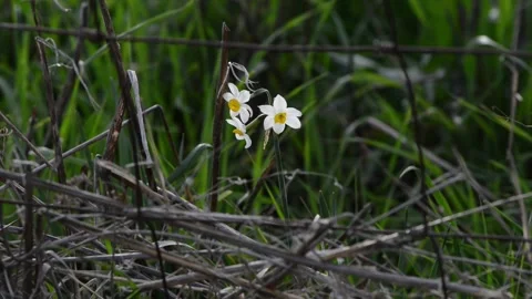First spring blooms among the fields of the hills Stock Footage 148371019