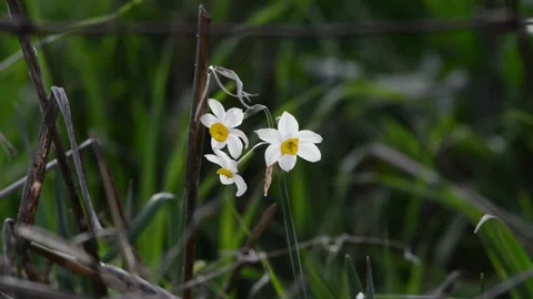 First spring blooms among the fields of the hills Stock Footage 148371080