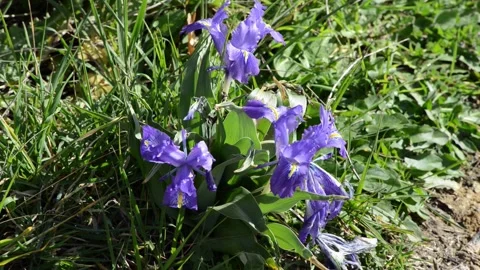First spring blooms Stock Footage 148370843
