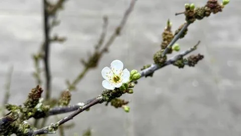 First Spring Blossom on the Tree 스톡 사진