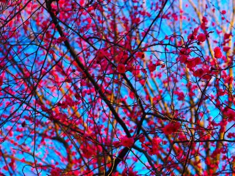 First of the spring blossoms in Japan. Stock Photos