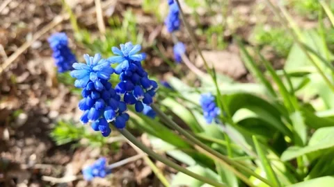 First spring blue flower. Plant named Grape Hyacinths Stock Footage 191050990
