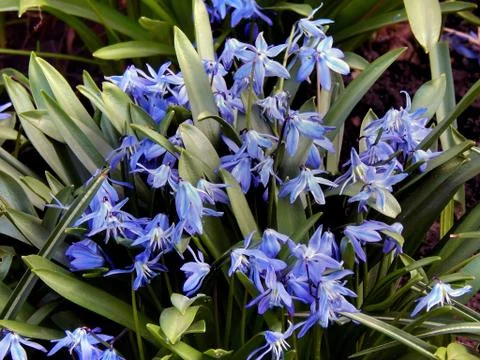 The first spring blue flowers close-up Stock Photos