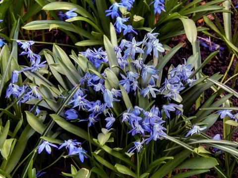 The first spring blue flowers close-up Stock Photos