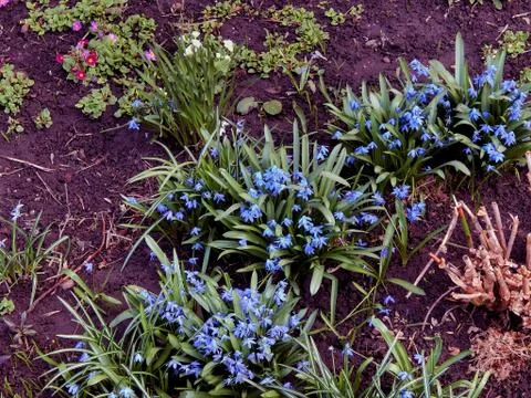 The first spring blue flowers close-up Stock Photos