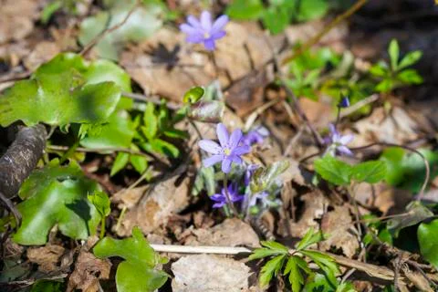 First spring blue flowers in the forest Stock Photos