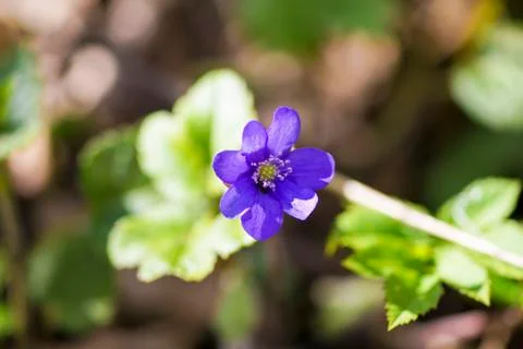 First spring blue flowers in the forest Stock Photos