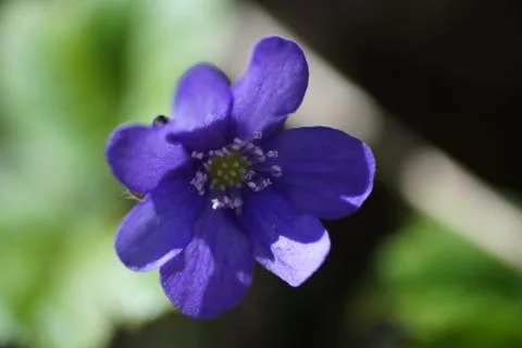 First spring blue flowers in the forest Stock Photos