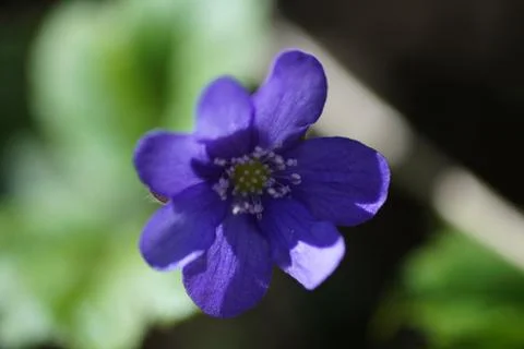 First spring blue flowers in the forest Stock Photos