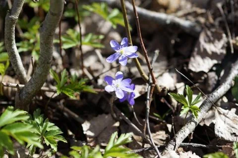 First spring blue flowers in the forest Stock Photos