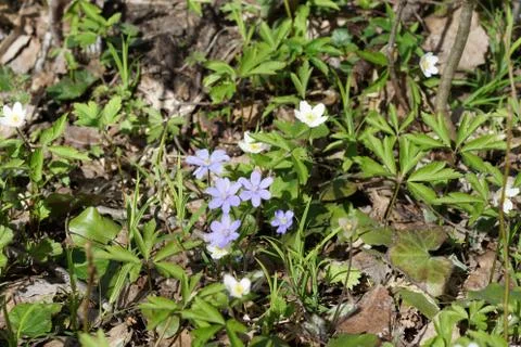First spring blue flowers in the forest Stock Photos