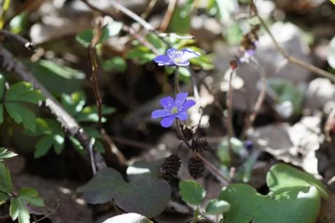 First spring blue flowers in the forest Stock Photos