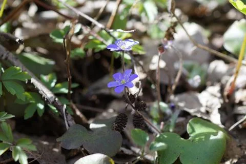 First spring blue flowers in the forest Stock Photos