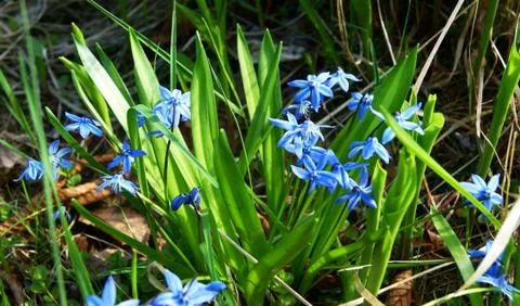 First spring blue flowers Stock Photos