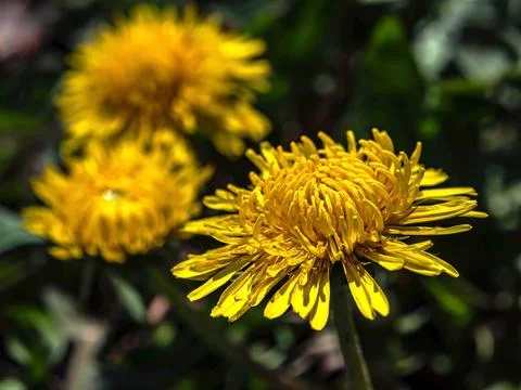 First spring bright yellow dandelions, macro, narrow focus area Foto stock