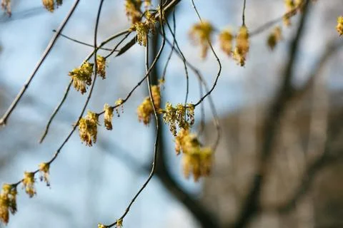 The first Spring bud budding background Stock Photos
