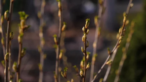 The first spring buds bloom on the branches of a bush in the garden. Video stock 128203089