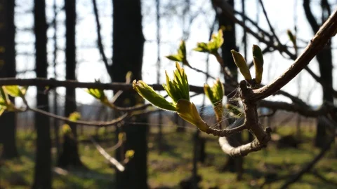 First spring buds on branch, close-up image. Stock Footage 129191477
