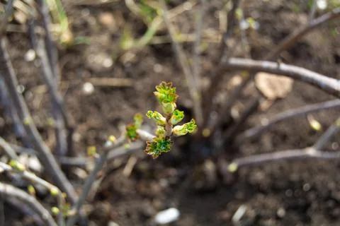 The first spring buds on the bush Stock Photos