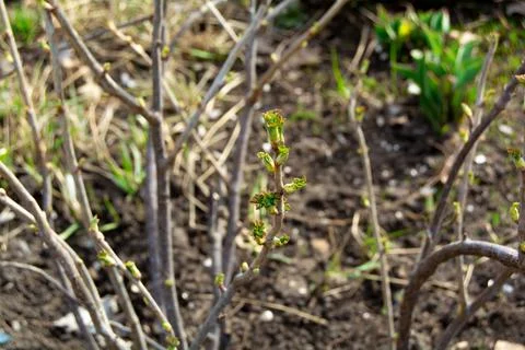 The first spring buds on the bush Stock Photos