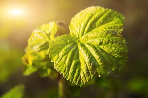 The first spring buds on the bush Stock Photos