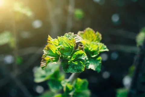 The first spring buds on the bush Stock Photos