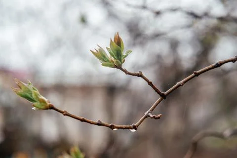 First spring buds of lilac in early spring on blurry background Stock Photos