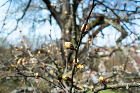 First spring buds Stock Photos