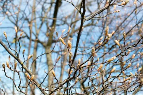 First spring buds Stock Photos