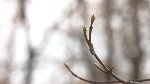 First spring buds on tree branch.  green buds in the spring sun Видео 346635824