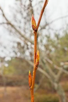 First spring buds on tree branch ready to blossom into leaves to begin Stock Photos