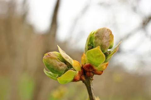 First spring buds on tree branch ready to blossom into leaves to begin Stock Photos