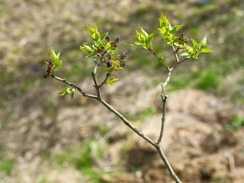 First Spring Buds on Tree Branch in Forest 库存照片