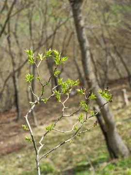 First Spring Buds on Tree Branch in Forest 스톡 사진