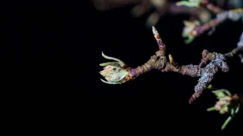 First spring buds on a tree brunch on dark night day. Design concept. Space f Stock Photos