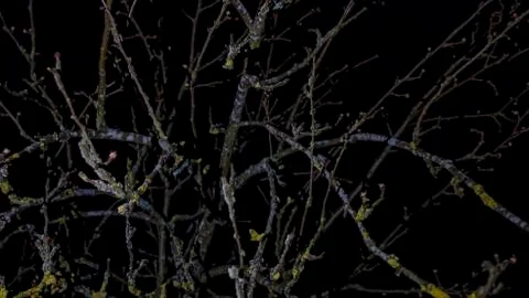 First spring buds on a tree brunch on dark night day. Design concept. Space f Fotos Stock